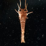 specimen-515-sharpened