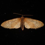 wide-moth