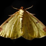 yellow-moth